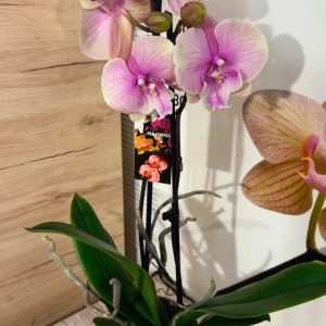 Alternative view of Фаленопсис 2 #141