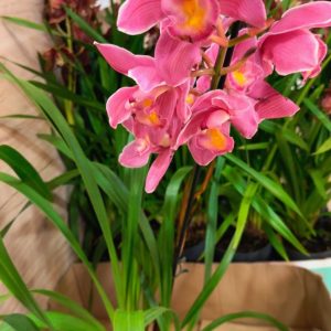 Alternative view of Цимбидиум  #79