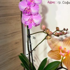 Alternative view of Фаленопсис 1 цветоноса  #166