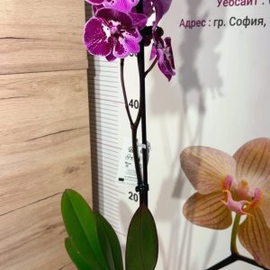 Alternative view of Фаленопсис 1цв. #131