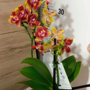 Alternative view of Ароматен Фаленопсис Пелорик 2 цветоноса  #139