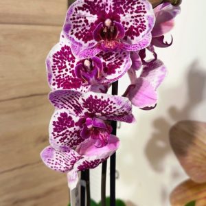 Фаленопсис 2 #148