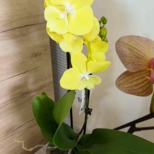 Alternative view of Фаленопсис 2 #150