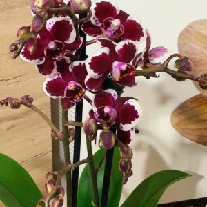 Фаленопсис 2 цветоноса  #158