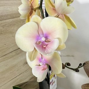 Фаленопсис 1 цветоноса  #169