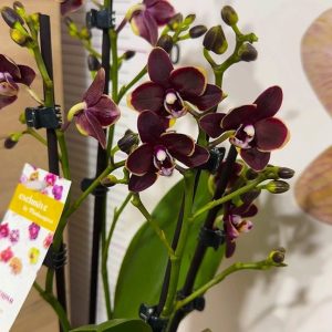 Фаленопсис 2 цветоноса Banana chocolate #157