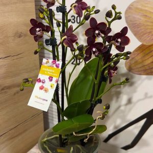 Alternative view of Фаленопсис 2 цветоноса Banana chocolate #157