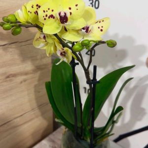 Alternative view of Фаленопсис 2цв. ф9  #334