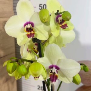 Фаленопсис 2  #340