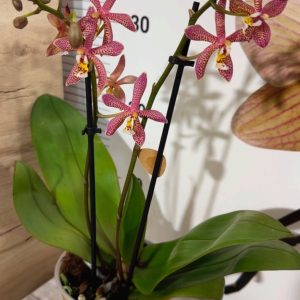 Alternative view of Фаленопсис 2цв.Spider Oranje .#323