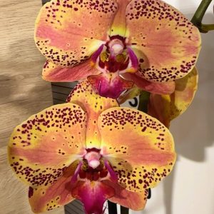 Фаленопсис 2цв.   #322