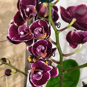 Фаленопсис 2  #345