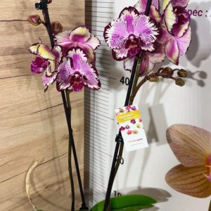 Alternative view of Фаленопсис 2цв.   #320