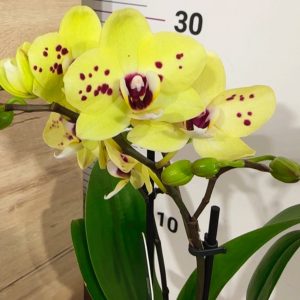 Фаленопсис 2цв. ф9  #334