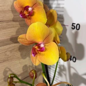 Фаленопсис 1цв. #316