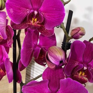 Фаленопсис 2цв.   #319