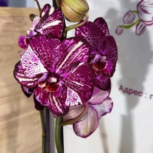 Фаленопсис 2цв.   #324