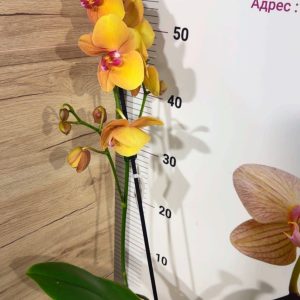 Alternative view of Фаленопсис 1цв. #316