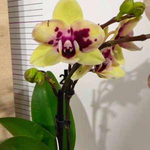 Фаленопсис 2цв. ф9  #332