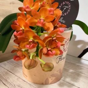 Rhynchostylis gigantea Ароматна #304