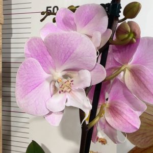 Фаленопсис 2  #339