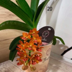 Alternative view of Rhynchostylis gigantea  Ароматна #304