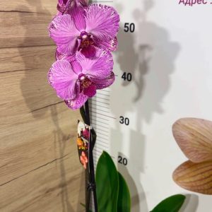 Alternative view of Фаленопсис 1цв. #318