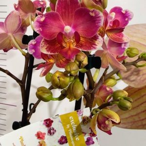 Alternative view of Фаленопсис 2цв. Пелорик #325