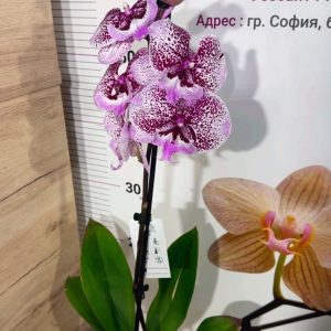 Alternative view of Фаленопсис 1цв. #319