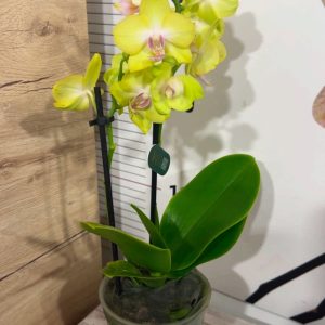 Alternative view of Фаленопсис 2цв. ф9  #333