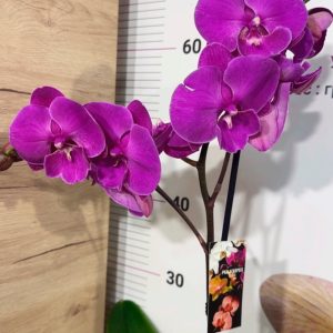 Alternative view of Фаленопсис 1цв. #320