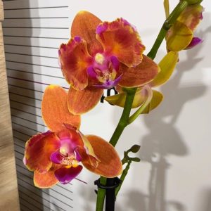 Фаленопсис 3цв. Паприка Мутант Пелорик #326