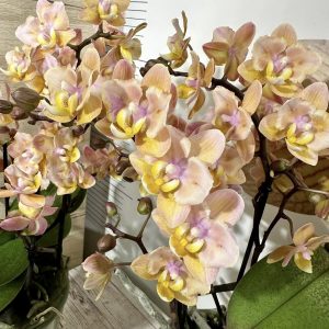 Фаленопсис Ароматен Пелорик 3-4цв.    #325