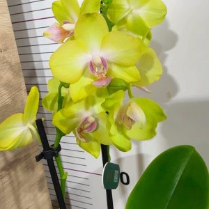 Фаленопсис 2цв. ф9  #333