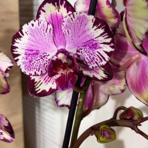 Фаленопсис 2цв.   #320