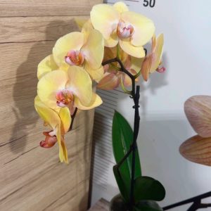 Alternative view of Фаленопсис 2  #337