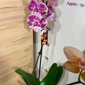 Alternative view of Фаленопсис 1цв. #304