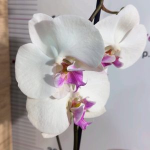 Фаленопсис 1цв. #313