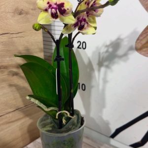 Alternative view of Фаленопсис 2цв. ф9  #332