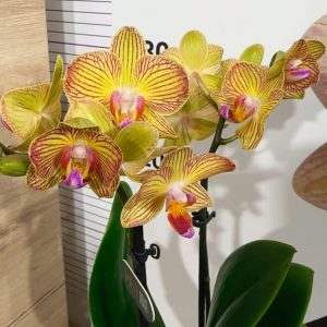 Alternative view of Фаленопсис 2цв. ф9  #335