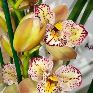 Alternative view of Цимбидиум   Italy Spot  #99