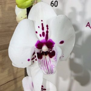 Alternative view of Фаленопсис 1цв. #314