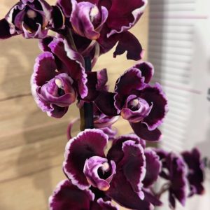 Фаленопсис Phalaenopsis Summer Breath  1цв #343