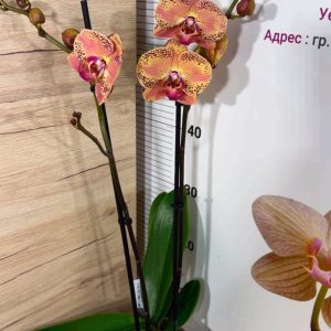 Alternative view of Фаленопсис 2цв.   #322