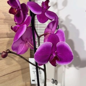 Фаленопсис 1цв. #315