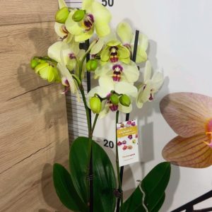 Alternative view of Фаленопсис 2  #340