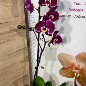 Alternative view of Фаленопсис 1цв. #317