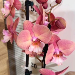 Фаленопсис 2  #313