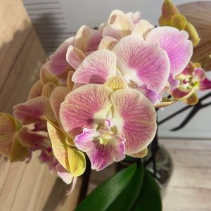 Alternative view of Фаленопсис 2  #335