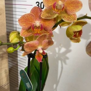 Alternative view of Фаленопсис 2цв. ф9  #328